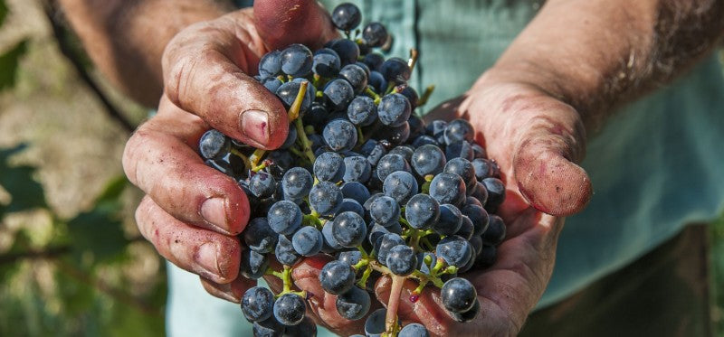 2023's Top 5 Quercetin Supplements