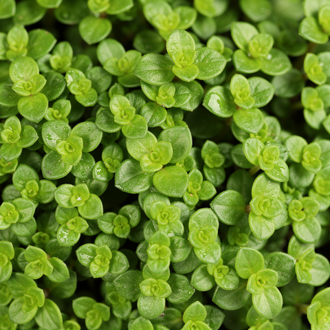 Bacopa