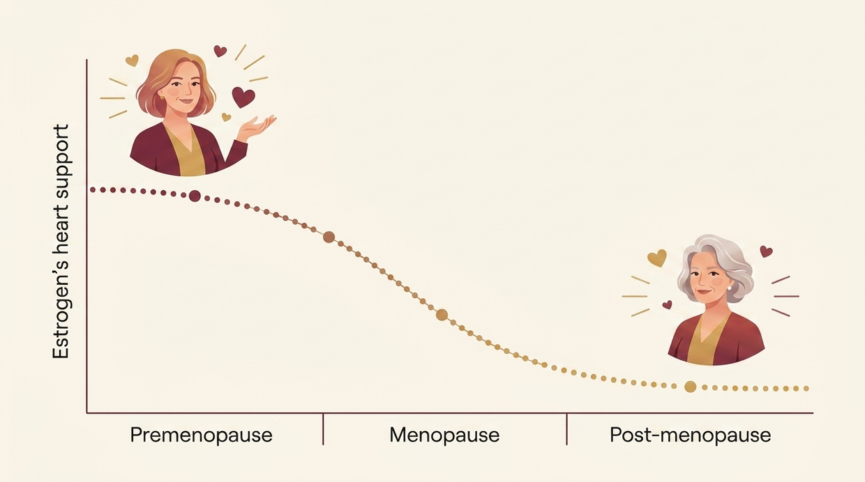 Estrogen's heart support declining through menopause