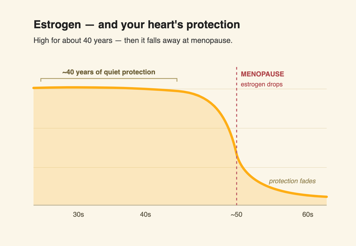 Chart: estrogen and the heart's protection stay high for about 40 years, then drop at menopause